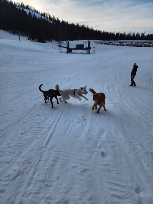Dog Park at Mt. Bachelor photo 1
